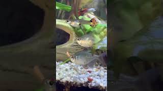 Діамантова тетра і таблетки для анциструсів #aquarium