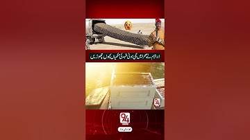 The Shocking Sahara Experiment: Why Ibrahim Traoré Released Millions of Frozen Bees | 94 News