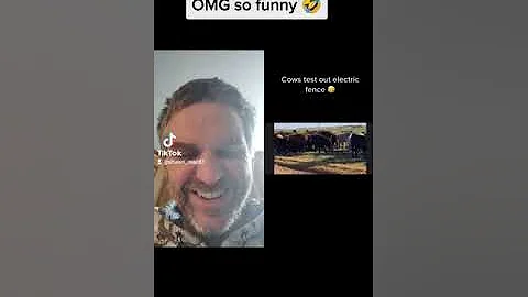 Cows test out electric fence⚡🤣🤣