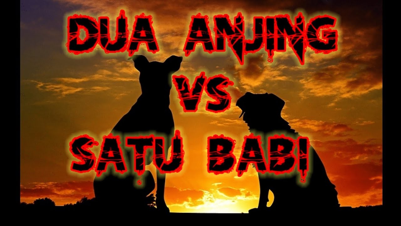 DUA ANJING Vs SATU BABI LIAR - YouTube