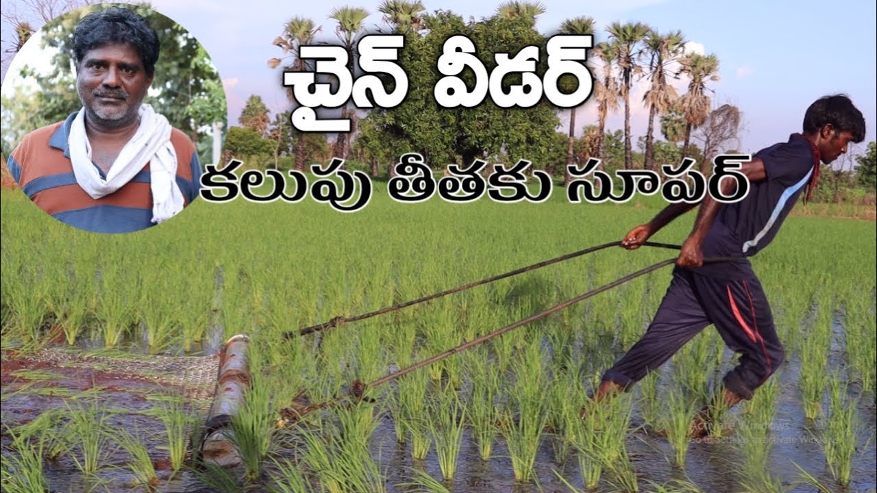 వాలంటరీ రిటైర్మెంట్ తీసుకున్న.. ప్రకృతి సేద్యం చేస్తున్న | Chain Weeder in Paddy | Telugu RythuBadi