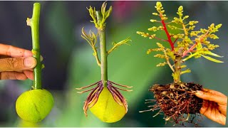 SUPER SPECIAL TECHNIQUE for propagating MANGO trees using mango fruit helps the tree grow super fast