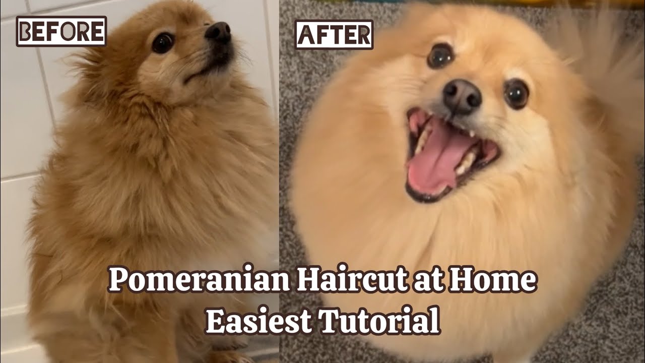 Easiest Pomeranian Bath & Haircut Tutorial (FAST PACED)