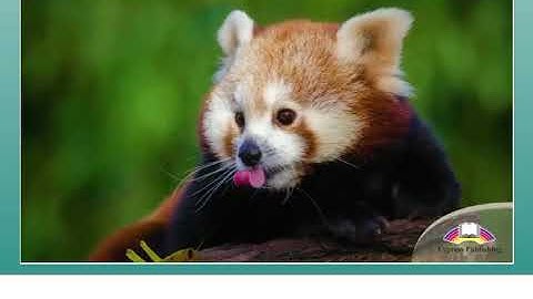 The Red Panda (Video) Excel 8 Module 6