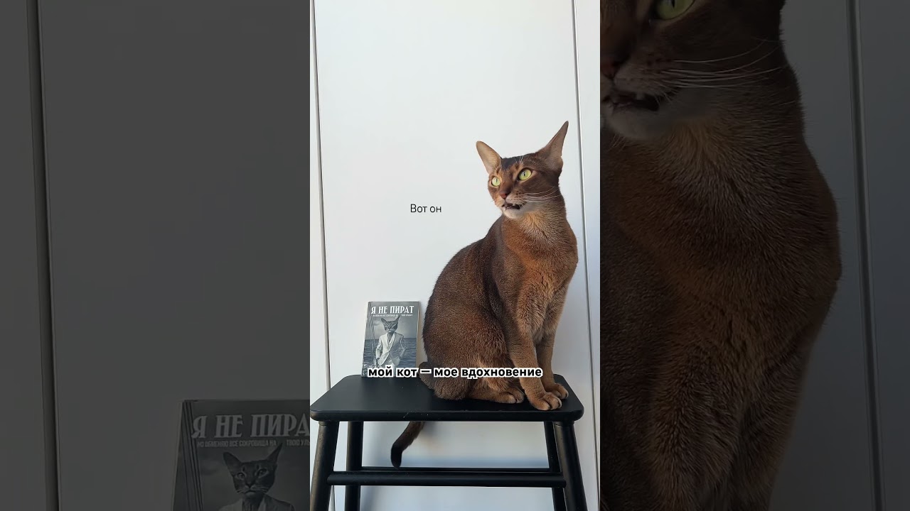 Дарю открытки в телеграм канале «Настя и кошачьи истории» @vasiljevanastya #котики #коты #абиссинец