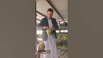 مراحل تجفيف العنب سر الطعم الأصيل للزبيب اليمني بني حشيش ساعد للزبيب واللوز والعسل اليمني 