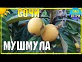 СОЧИ 🍒СЕЗОН МУШМУЛЫ ОТКРЫТ | Субтропические сады города