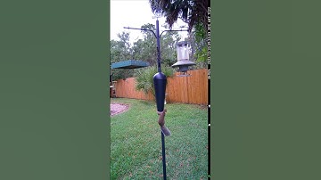 Birdfy Feeder Pole Squirrel Baffle Stops Squirrels