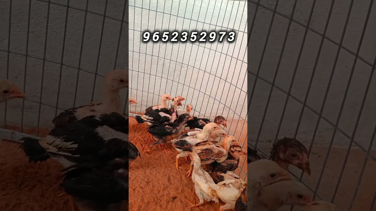 Bhimavaram Breed Chicks For Sale 9652352973