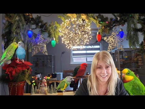 Christmas Pet Room Tour - Birds - Rabbits - Fish - Poodles &  New Pets