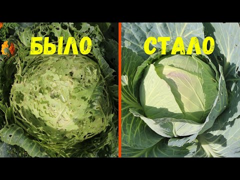 ГУСЕНИЦЫ И СЛИЗНИ ИСЧЕЗНУТ! СТОЛОВАЯ ЛОЖКА СРЕДСТВА НА ВЕДРО ВОДЫ ТВОРИТ ЧУДЕСА