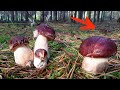 Le champignon a explos sur unemine cueillette de cpes en sibrie champignons 2022