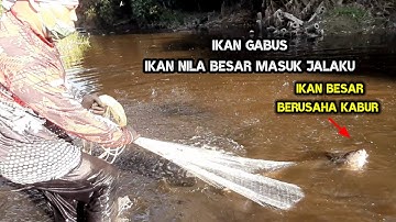JALA IKAN GABUS DAN NILA DI SUNGAI BESAR LUAR BIASA HASILNYA