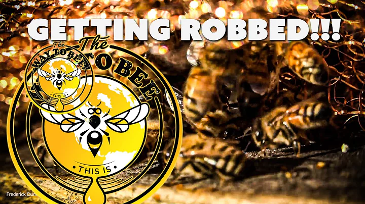 Honey Bees Getting Robbed, How to STOP that, and h...