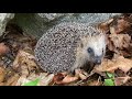 Hedgehog Sound. Igel egeräusch. Igelkott ljud läte. Pindsvin lyd. Hérisson cri