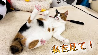 飼い主に遊んで欲しいのでお鼻も肉球もぴんくにしてただ見つめるねこ。