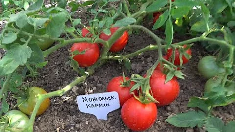 Томат Монгольский карлик