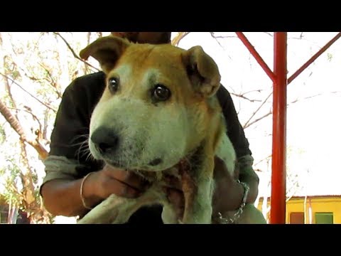 Dog dizzy with pain from swollen head rescued.