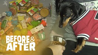 Spoiled(?) Dog Only Eats When He is Given A New Toy | Before & After Makerover Ep 14