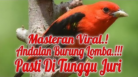MASTERAN BURUNG LOMBA MATERI SEGUDANG Pasti di lirik juri