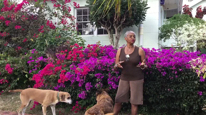 Bougainvilleas of Lindsay Hill
