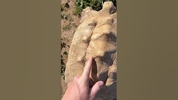 Thumbnail of Why Is My Tortoise So Bumpy?! 🐢🐫 #viral #shortvideo #tortoise #shorts