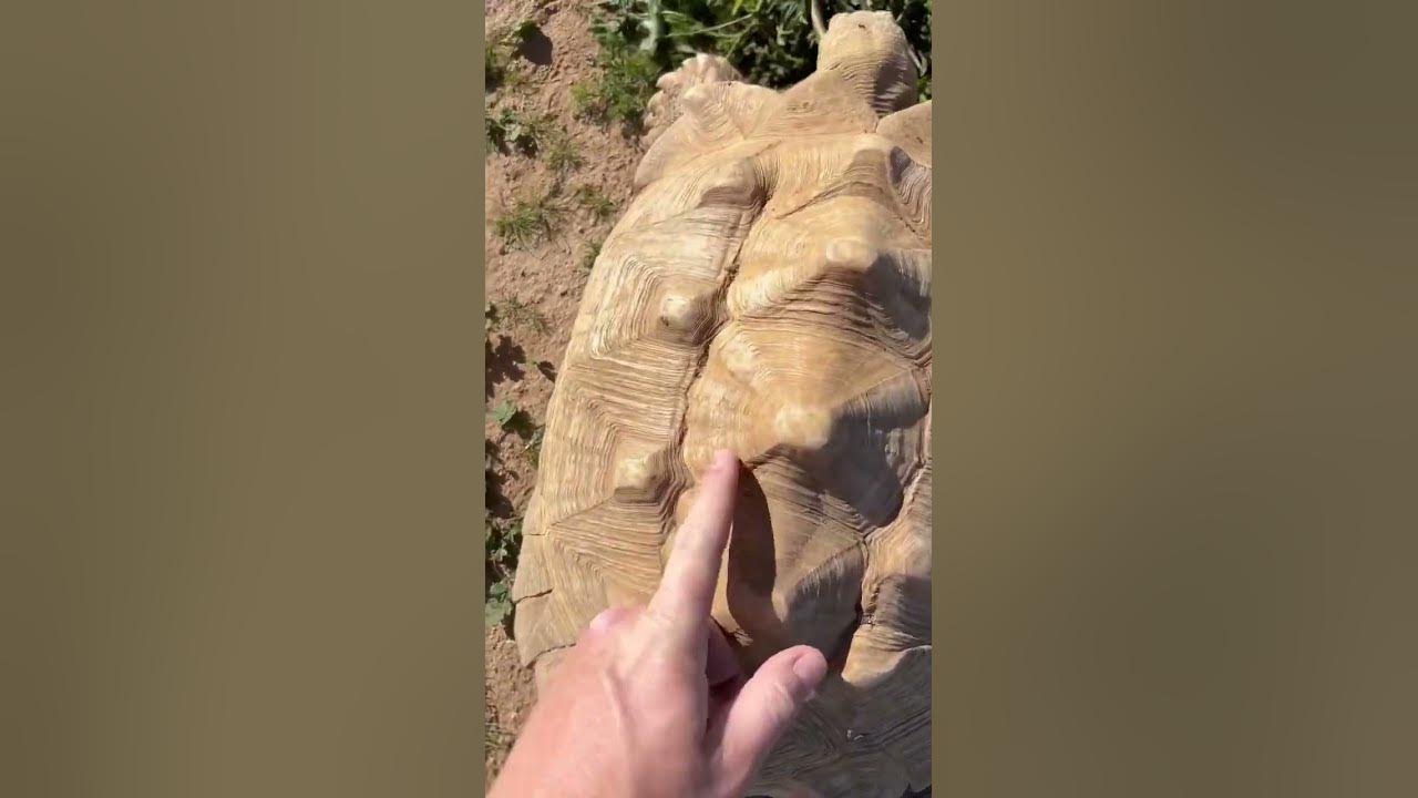 Why Is My Tortoise So Bumpy?! 🐢🐫 #viral #shortvideo #tortoise #shorts