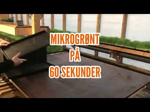 Video: Dyrkning af hybridkålsorter: Sådan planter du parelkålfrø