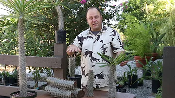 Comment tailler un Pachypodium ?