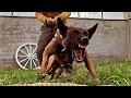 Единственная собака, которую боятся питбули .MALINOIS K9 (Бельгийский волк) BELGİAN SHEPPERD