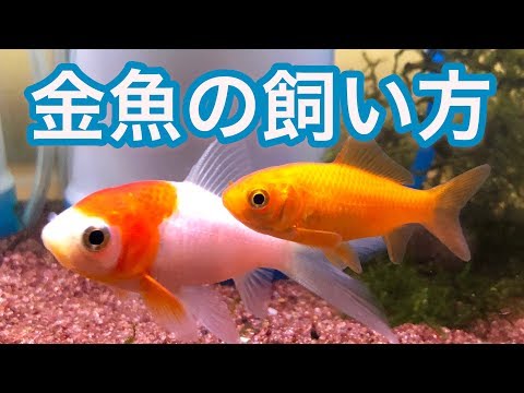 金魚の飼い方