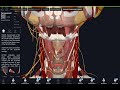 Neck 3 larynx pharynx and trachea