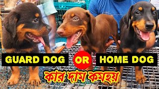 guard dog or home dog which is better | Galiff Street Pet Market Kolkata | dog market in kolkata