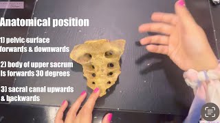 Sacrum Bony Features Pelvis Bone Anatomical Position