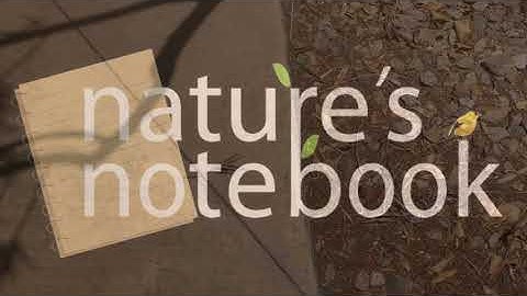 Observer Certification Course - Practice Observations - Video 1