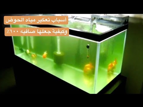 فيديو: كيفية جعل ماء الحوض الخاص بك صافياً