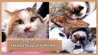 Looking after Stray Cats | Visiting the Vet by Fairy Elf Dolls 3,233 views 1 year ago 5 minutes, 1 second