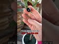 LOMANTO Artificial Olive Trees Review Enhance Your Home Decor With 5 Ft Tall Faux Olive Silk Tree LOMANTO Artificial Olive Trees Review Enhance Your Home Decor With 5 Ft Tall Faux Olive Silk Tree