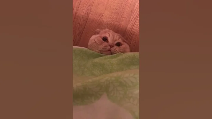 Video 9852431: cats scottishfold funny pets, scottishfold meow, meowing best funny cat, cat funny smile, cat sun