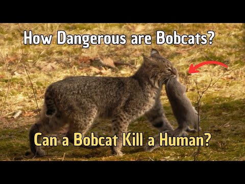 Video: Zaútočí bobcat na kočku?