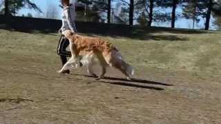 Show Training by SalsaTheBorzoi 127 views 10 years ago 23 seconds