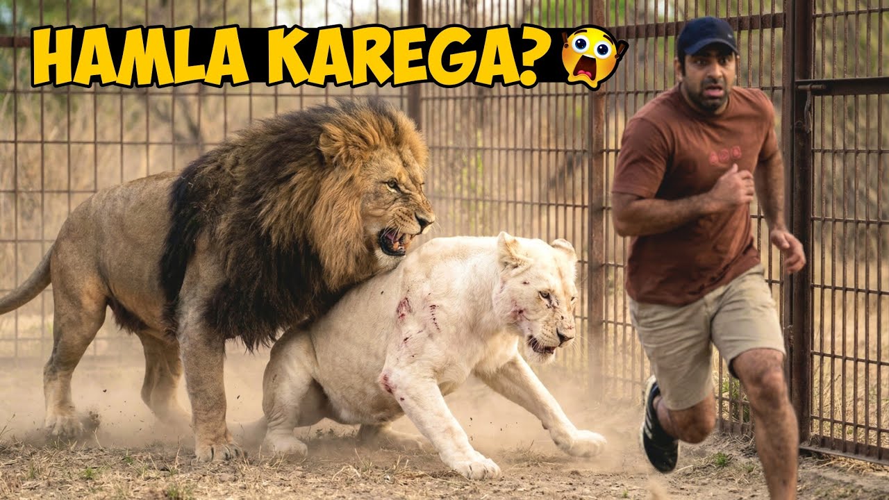 Aggressive Lion Mr T Meets Female Lioness for the First Time! 😱🦁