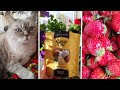 НАВЕСТИЛИ РОДСТВЕННИКОВ В ДНЕПРЕ🙌🍓🐾