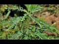 Les vertus miraculeuses de la plante phyllanthus amarus mille maladies ou hlinw