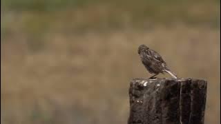 Burung Apung Sawah ( India ), Anthus Rufulus  HD 720p
