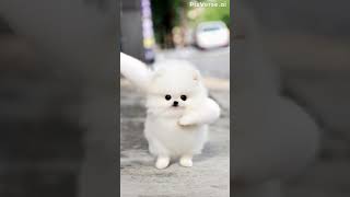 This Chunky Boys Got the Moves!Who knew fluff could groove like this?#Shorts#FunnyAnimals#DancingDog