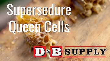 Supersedure Queen Cells