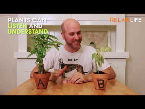 Shocking Experiment Proves Plants \u0026 Trees Can See , Have Emotions , Memory \u0026 Reacts To Environment