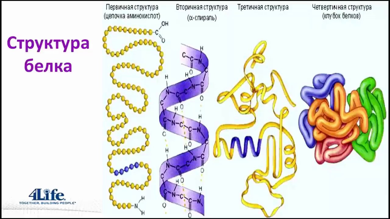 Белки соединение в цепи