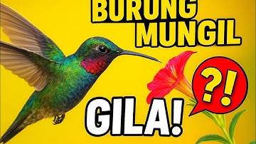 Mungil Tapi Ganas! Inilah Fakta Kolibri yang Jadi Buruan Kicaumania#kolibri 